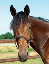 ULLA & RONNY RYDELL presenterar: KARRO U.R. 17-2001 brunt sto f. 1 maj 2017 0% franskt blod, 11% inavel Välsmakande Caviar på Pine Chip-mamma! 73 Stall B S.J. S CAVIAR 1.10,7ak 8.909.