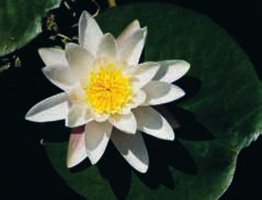 vitsippa näckros äppelblom 55