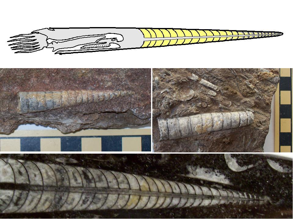 Fylum Mollusca (blötdjur) Klass Cephalopoda Underklass Nautiloidea (fyrgälade bläckfiskar) Ordning Orthocerida Enkla/raka suturlinjer = märken efter