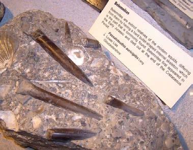 Eukaryota Animalia Fylum Mollusca (blötdjur) Klass Cephalopoda Underklass Coleoidea Ordning Belemnoidea Mollusca Cephalopoda Underklass Coleoidea Belemnoidea Alla nutida