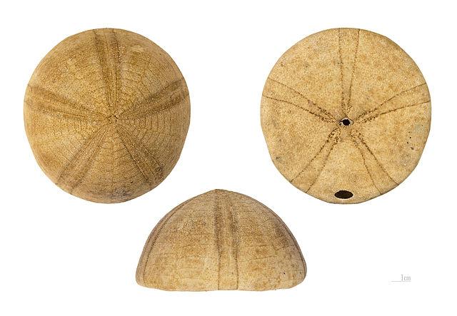 Fylum Echinodermata Klass Echinoidea (sjöborrar) Lever på alla djup och på alla breddgrader Sjöborrar är mobila, går med hjälp av taggarna Oftast mellan 3