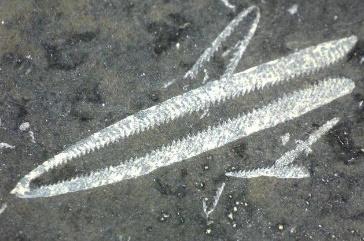 Eukaryota Animalia Fylum Hemichordata Klass Graptolithina Ordning Graptoloidea Hemichordata