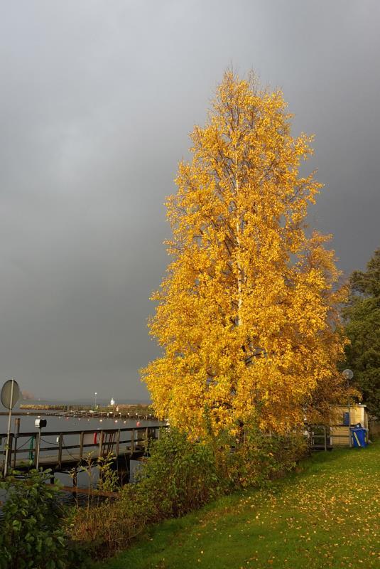 VÄNERKRYSS NUMMER 3, DIGITAL ÅRGÅNG 24 SEPTEMBER 2018 UR INNEHÅLLET