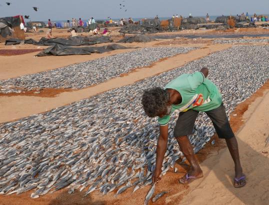 Vatten kan användas till så mycket mera än att färdas på med båt. På Sri Lanka används den stora regnmängd som faller till att odla grönsaker och inte minst ris.