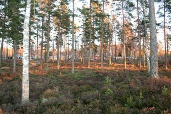 7(16) Naturområdena är underhållna för att inte växa igen och består till största del av björk och tall.