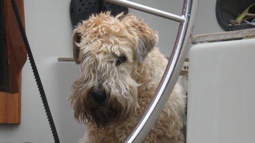 vad därtill hör. Med fyra personer och en hund klok som en hund ombord på en rejäl segelbåt kunde man ju våga sig på äventyret.