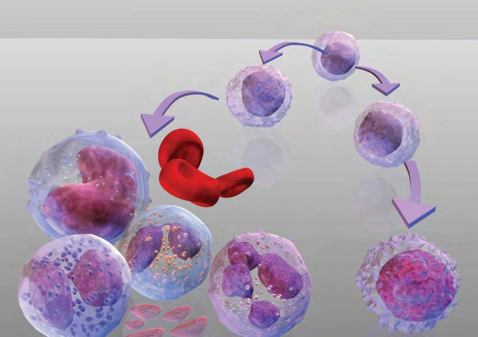 Pluripotent Stamcell Myeloid Stamcell Monocyt Erytrocyt