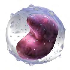 Vita blodkroppar Benmärgen producerar många olika typer av vita blodkroppar, vilket är nödvändigt för ett sunt immunsystem. Dessa celler både förebygga och bekämpa infektioner.