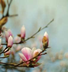 Man har funnit 20 miljoner år gamla fossila lämningar av Magnolia acuminata. Släktet omfattar 120 arter som förekommer naturligt i Asien, ord- och Sydamerika.