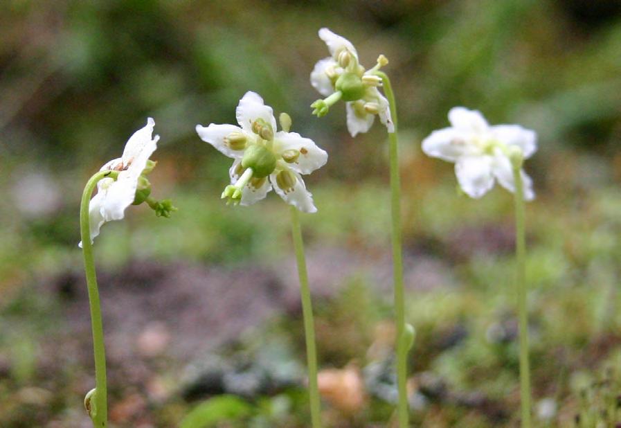 Ögonpyrola. Foto Margareta Edqvist Exkursioner 2015 Onsdagen den 8 juli 11:00 Fanketorpsängen ligger i nordligaste delen av Kalmar kommun.