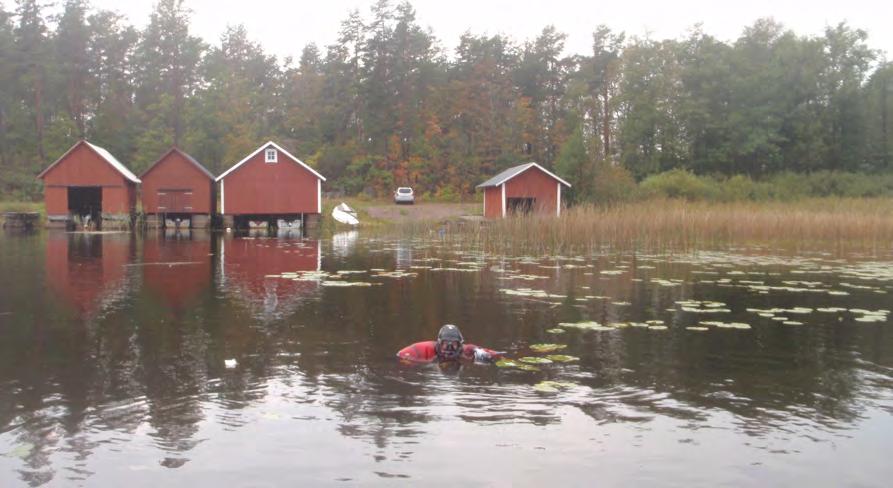 Grovlinket påträffades utanför Kalkudden i norra delen av Hummeln. Foto Gunilla Alm sig vara grovslinke Nitella translucens ut sig.
