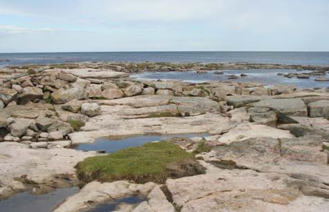 Groddjur på Utlängan 2005 6 4-5. Strandängar och hällar i nordöst Välbetade och steniga strandängar med hällmarksområden längst i nordöst.