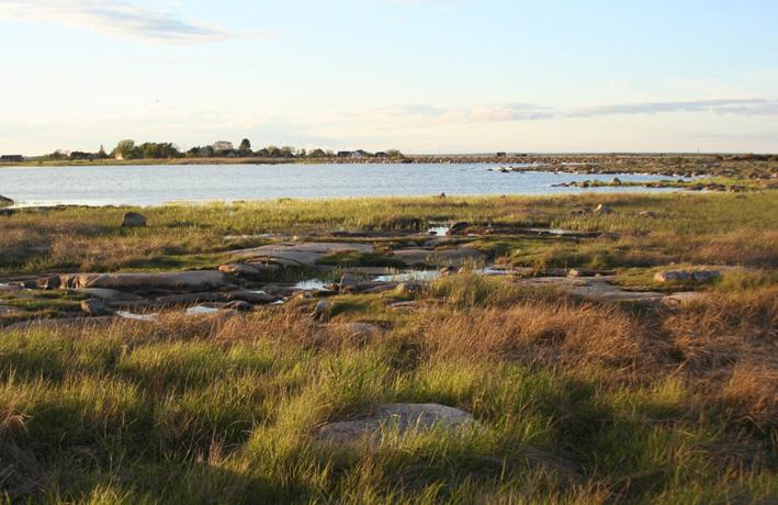 Därför låg vattentemperatur. Fynd av vanlig padda (ett yngel).