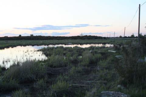 Strandområden i väster Strandområden med sämre betestryck och bitvis högvuxen vegetation.