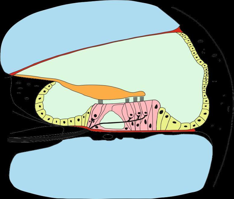 Parametrar i