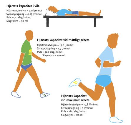 Kapitel 5 HPI Konditionstest Sida 11 av 23 Upp till cirka 50 % av maximal syreupptagning ökar minutvolymen främst tack vare ökad slagvolym, efter det är det endast pulsen som ökar