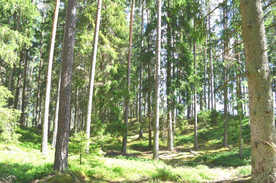 Skogsgård Älmhult 46 ha Älmhult Torbjörnahult 1:4 Om fastigheten Typ: Skogsgård Mark: ca 46 ha Virkesförråd: ca 4 000 m3sk