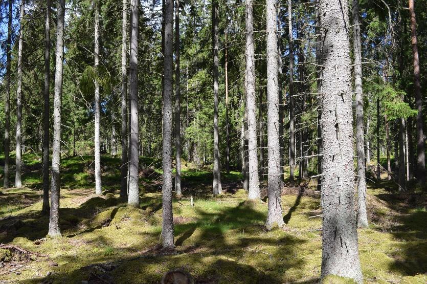 ha. Summa areal enligt fastighetstaxering: 46 ha. Summa areal enligt Skogsbruksplan: 46,4 ha.