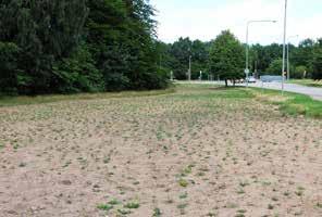 Samtidigt gynnar man en av våra mest hotade naturtyper och ökar den biologiska mångfalden. Äng skapar även en mer varierande och inspirerande stadsmiljö. Att tänka på Hur är förhållandet på platsen?