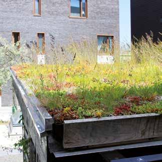 35 FÖRDELAR MED S TORRÄNG FÖR TAK Artrik på örter, sedum och gräs Varierar i färger efter årstid och väderlek Minskad avrinning av regnvatten Lokalt omhändertagande av dagvatten Välbeprövade och