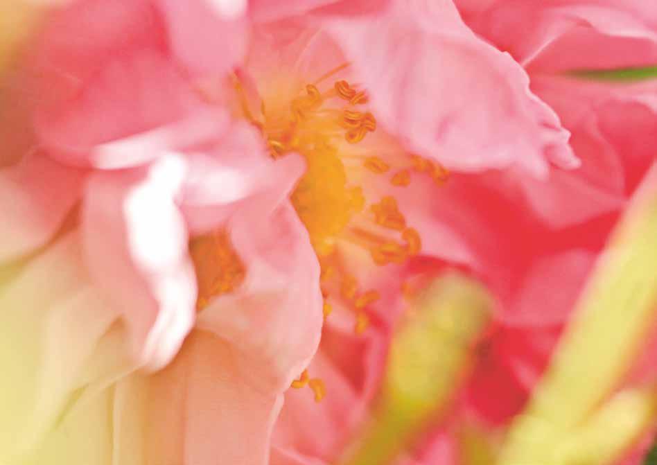 I fokus: ros 11 En harmoniserande allkonstnär: Ros. Det är fascinerande vad rosen kan göra för huden den är nämligen en mästarinna på att balansera.