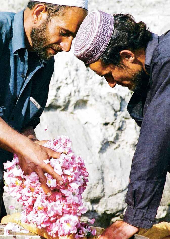 Im Fokus: I fokus: die rosrose 15 Rosor istället för opium. Rosen är en dyrbar råvara för WALA. För att utvinna ett kilo eterisk rosenolja behövs fyra ton rosblommor Varje Rose Day Cream från Dr.