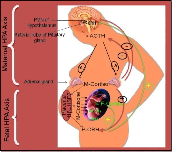 kortisol, noradrenalin (placentaperfusion, fetal stressystem) Uppfödningssvårigheter