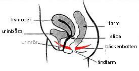 Bäckenbotten Bäckenbotten är en skålformadmuskelgrupp längst ned i bukhålan. Musklernas uppgift är att hålla underlivsorganen på plats och samtidigt kunna stänga ändtarms-, slid och urinrörsöppningen.