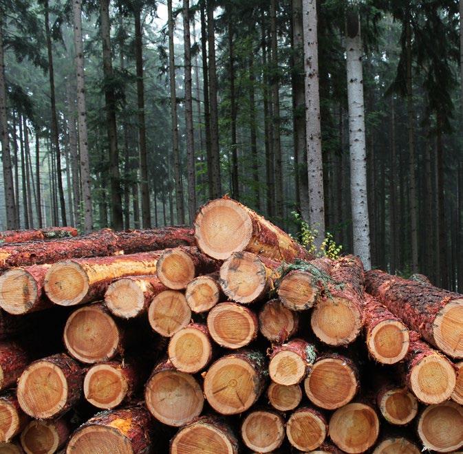 63 TIDLÖS TRÄPANEL Solens strålar letar sig in genom fönster kantade av timmer.