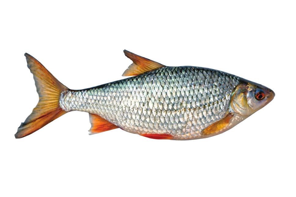FÄRGGLAD FISKSOPPA 4 portioner 400 g fryst eller färsk vit fisk, till exempel torsk, sej eller hoki.