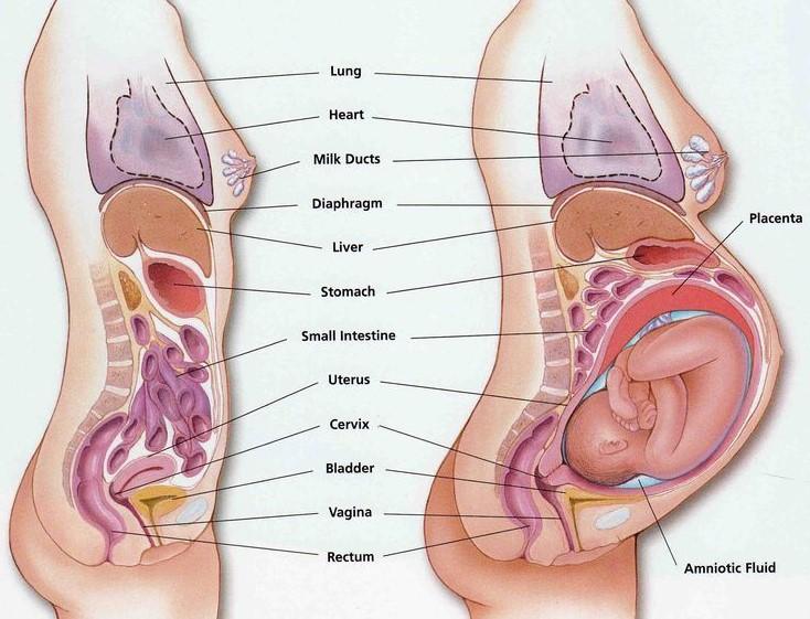 Respiration Vasodilatation svullnadskänsla, näsblod Dyspné Yttre kompression