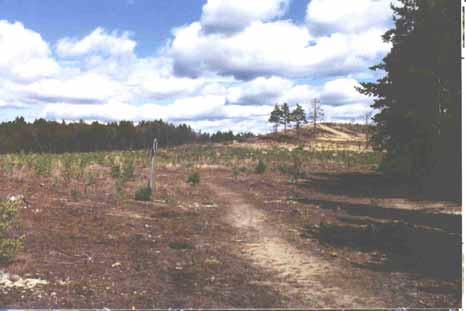 Lydänge. Bild 16. Slättö sands naturreservat. Bilden visar den restaurerade delen av reservatet där de tätt planterade tallarna avverkats och bränts.