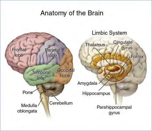 Alzheimers sjukdom drabbar först hippocampus (90%),, sedan spridning till bakre delar av tinning- och hjässlober