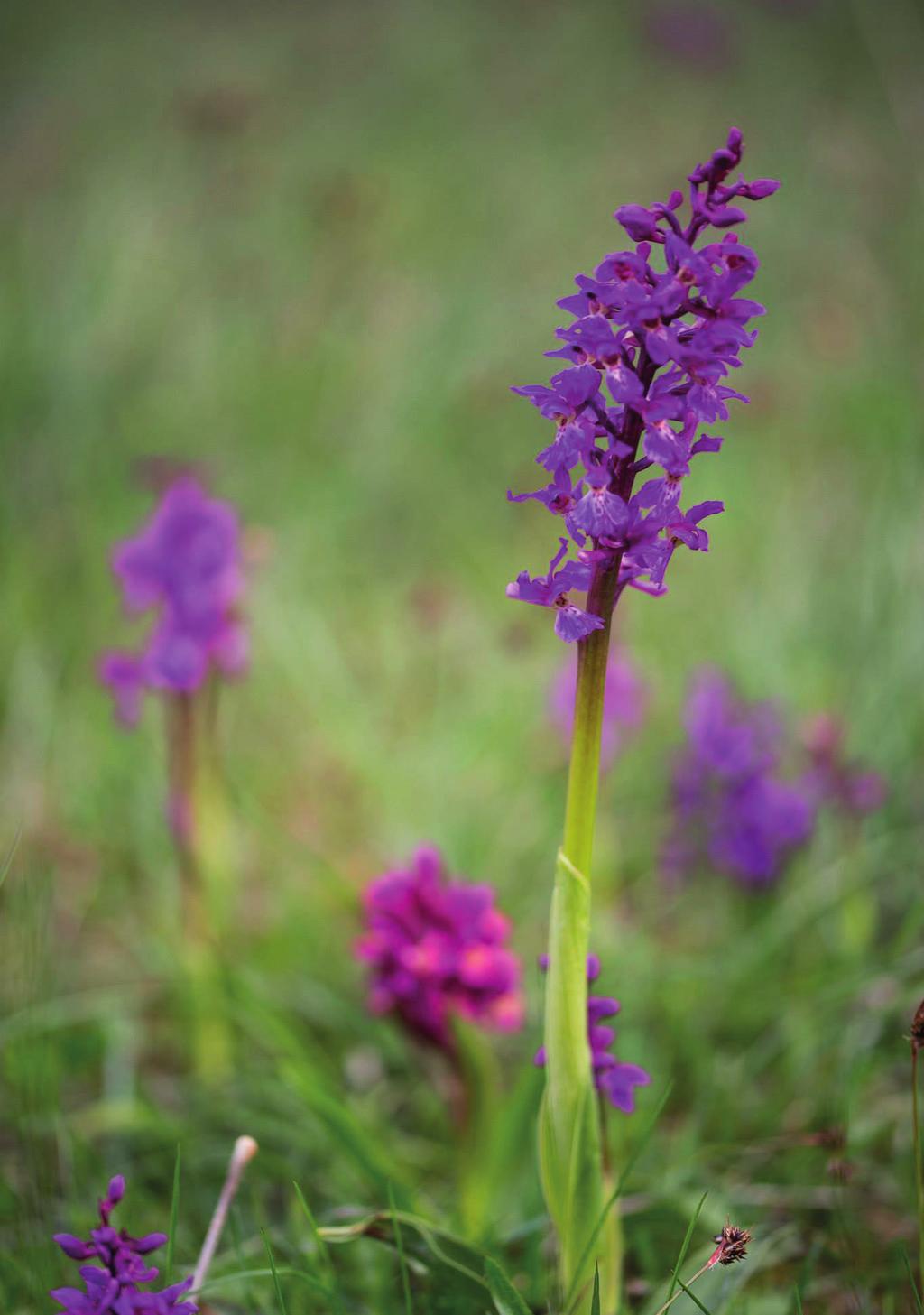 Naturguidningar på Gotland April-juni 2018 I