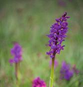 Sankt Pers nycklar (Orchis mascula) Havsörn (Haliaeetus albicilla) Dåtidens viagra. Rotknölarna ansåg en gång i tiden som potensökande tack vare dess testikelliknande utseende.