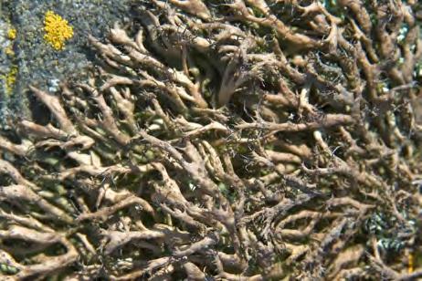 Batoridium monasterinse och liten kraterlav Gyalecta flotowii. På finare berghällar med lövförna kan slanklav Collema flaccidum och bårdlav Nephroma parile httas.