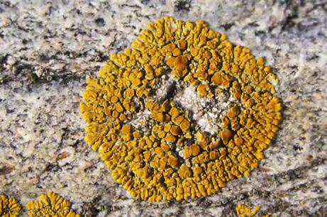Vidare har flera gelé- och skinnlavar, t ex stiftgelélav Collema furfuraceum NT och blågrå skinnlav Leptogium cyanescens VU, inte noterats under senare tid.