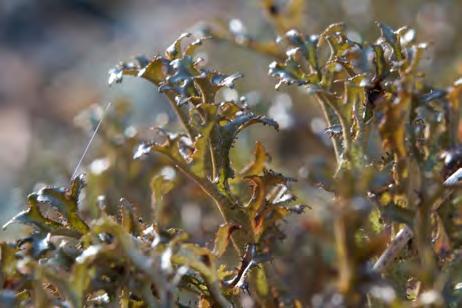 Cetraria