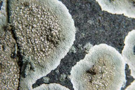 pustulata
