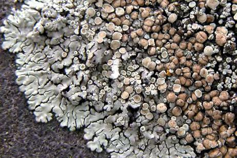 Lecanora