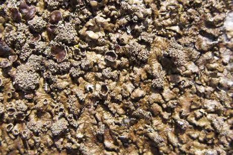 Xanthoparmelia loxodes knölig sköldlav Xanthoparmelia pulla mörkbrun sköldlav Xanthoparmelia tinctina kustkaklav Xanthoria aureola strandvägglav Förteckning över lavar som påträffats på