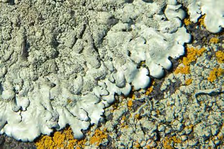 Acarospora sinopica rostspricklav tämligen allmän på basiska bergarter t ex amfibolit.