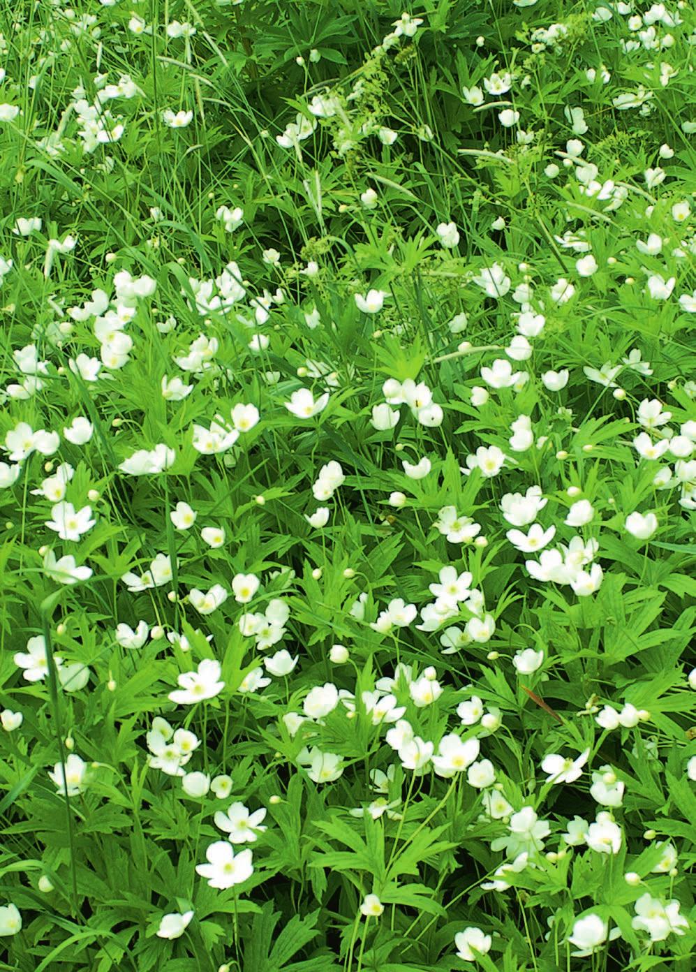 Svensk Botanisk Tidskrift 99(5): 225 288 (2005) ISSN 0039-646X, Uppsala 2005 INNEHÅLL 225 Ordföranden har ordet: Min sommar bland slåttergubbar och