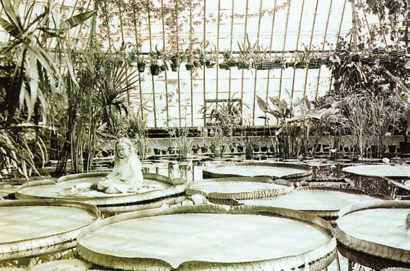 MARTINSSON Den sexåriga Viola Ekblom, storasyster till Linnea och Flora, sittande på jättenäckrosens blad i Bergianska trädgårdens Victoriahus. Foto: Bergianska trädgården, 1904.