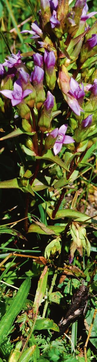 ORDFÖRANDEN HAR ORDET Min sommar bland slåttergubbar och silversmygare Hoppas er sommar varit bra med många härliga botaniska upplevelser!
