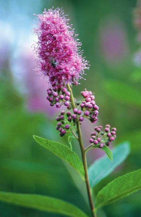 FÄBODFLORA Häckspirea och klasespirea bildar stora bestånd på flera fäbodvallar. Här syns klasespirea i närbild. Spiraea billardi sometimes forms large thickets.