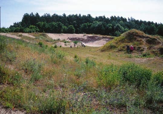 Häljarums naturreservat ett grustag med rara växter I Jämjö i östra Blekinge har ett gammalt grustag med ett spännande växt- och djurliv nyligen blivit naturreservat.