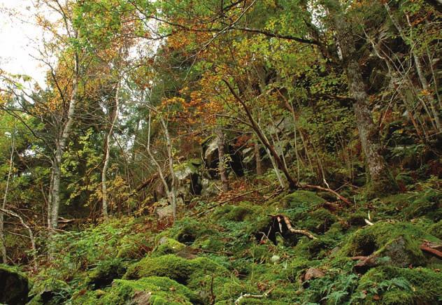 Trunks of deciduous trees with Pyrenula occidentalis. rönn, sälg, hassel, glasbjörk, ek och olvon (figur 3). Atlantisk vårtlav växer här på ett tiotal träd (hassel, rönn, asp och ek; figur 4).