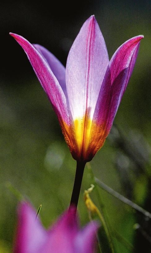 Ett överflöd av blommor! Ett tjugotal entusiastiska botanister reste i föreningens regi till Kreta i april för att studera vårblomningen. Bengt Elmerstad var en av de lyckliga deltagarna.