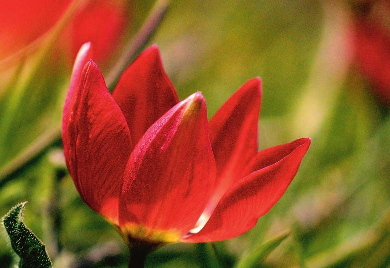 För en inte alldeles professionell botanist var veckans intryck omtumlande och lärorika; många nya arter och artegenskaper att komma ihåg.